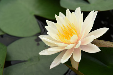 White lotus flowers 