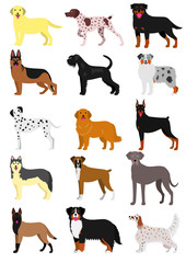 dog breeds set isolated on white
