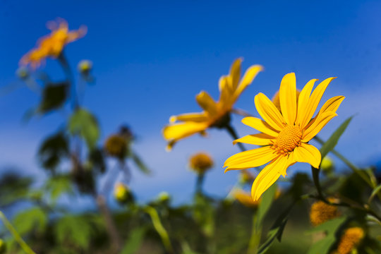 “Tree Marigold” Images – Browse 3,309 Stock Photos, Vectors, and Video