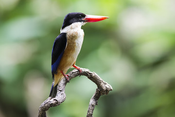 Black-capped Kingfisher