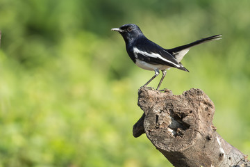 Oriental magpie robin