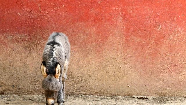 little donkey with red background