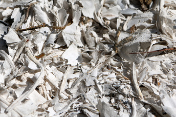 White ashes of burnt leaves. 
