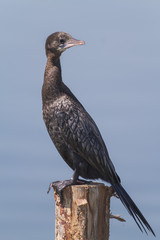 Cormorant