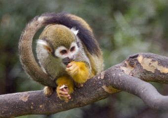 Squirrel monkey with tail wrapped around head