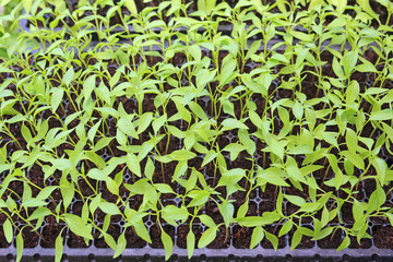 Baby chili plants in the greenhouse.