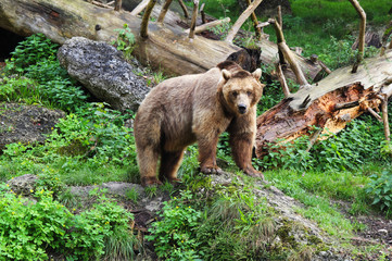 Travel to Salzburg, Austria. The brown bear on the grass and stones background.