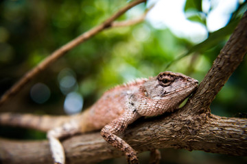 Chameleon close up macro.