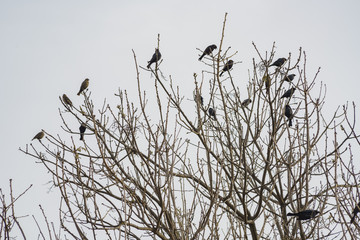 Many black crows on the tree
