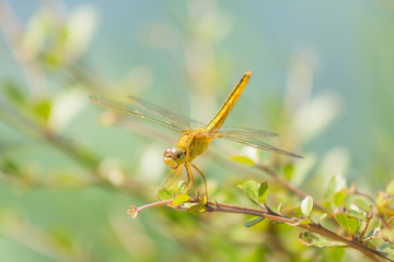 dragonfly in the nature habitat.