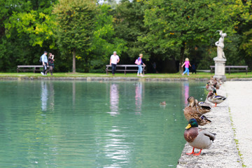 Travel to Salzburg, Austria. The duck near to a pond in a park.
