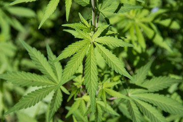 Marijuana leaves growing in the wild in Punjab, India