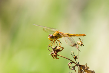 dragonfly in the nature habitat.