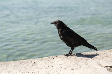 Rabenkrähe - schwarze Morphe der Aaskrähe