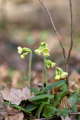 hohe Schlüsselblume