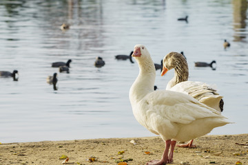 Fototapeta premium Beautiful Domestic Goose
