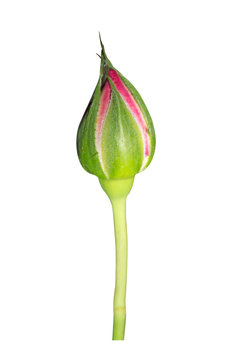 Flower Bud Images – Browse 2,994,305 Stock Photos, Vectors, and