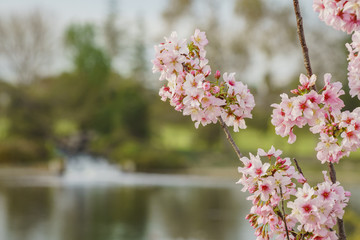 Beautiful cherry blossom at Lake Balboa
