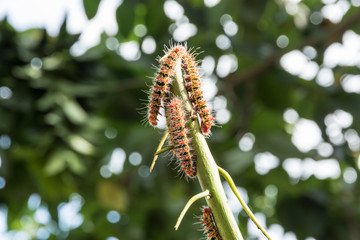 A group of Moth Caterpillars on leaf