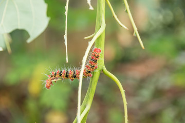 A group of Moth Caterpillars on leaf