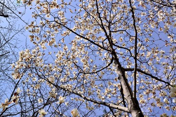別府公園の花