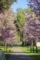 Beautiful cherry blossom at Schabarum Regional Park