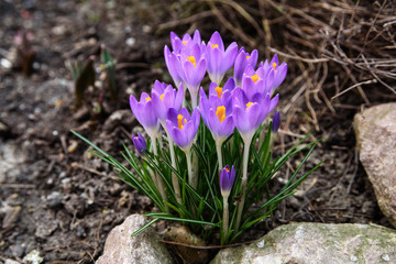Beautiful violet crocuses flowers, the first sign of spring. Seasonal Easter natural background.