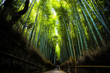 Foresta di Bambu Giappone Kyoto 