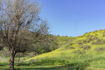Beautiful yellow wild flower blossom at Schabarum Regional Park