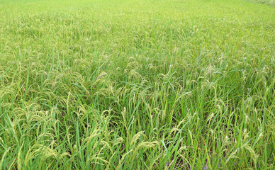 Fototapeta premium Rice field, paddy field