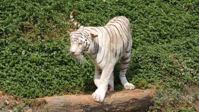 4k of a white tiger prowling along a ridge