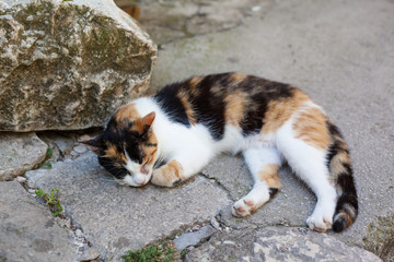 Stray cat laying on the ground, streets of Kotor, the city with the cats in Montenegro