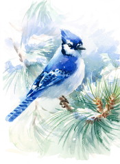 Watercolor Bird Blue Jay Winter Christmas Hand Painted Greeting Card Illustration - 140872572