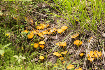 Small chanterelles in the grass