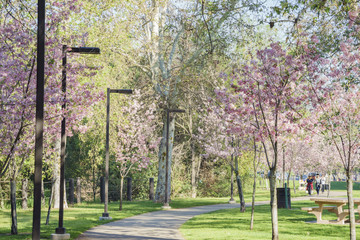 Beautiful cherry blossom at Schabarum Regional Park