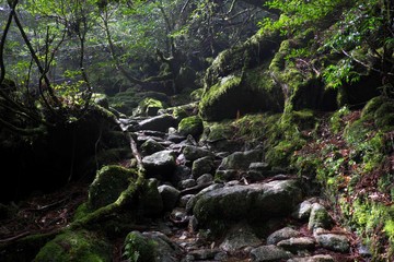 Rainforest Shiratani Trail
