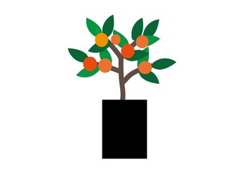 drzewko pomarańczowe - obrazy, fototapety, plakaty