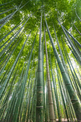 Tall bamboo trees at Arashiyama Bamboo Grove - Kyoto, Japan