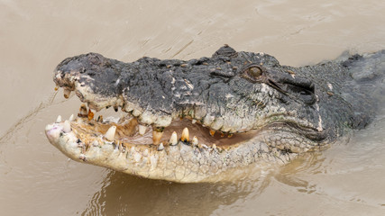 saltwater crocodile
