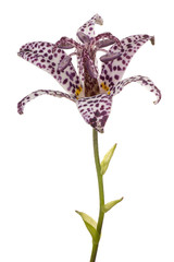 Plakat tricyrtis flower isolated