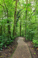 Fototapeta premium Stone path in rainforest Monteverde Costa Rica