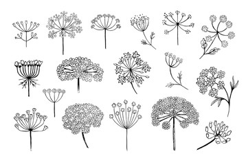 Set of vector different types of inflorescence, isolated on white. Compound inflorescence. Dill or fennel flowers and leaves. Stylized hand drawn vector illustration