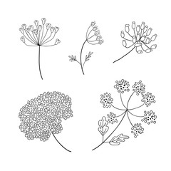 Set of vector different types of inflorescence, isolated on white. Compound inflorescence. Dill or fennel flowers and leaves. Stylized hand drawn vector illustration - obrazy, fototapety, plakaty