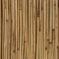 Texture of reeds or bamboo for background
