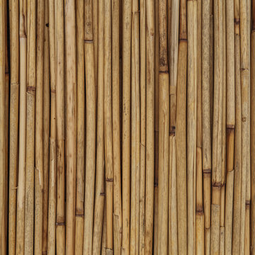 Texture of reeds or bamboo for background