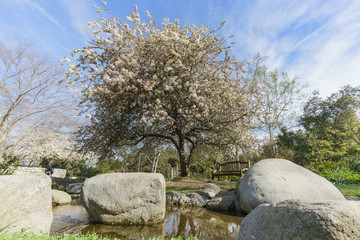 Beautiful Flowering Crabapple flower blossom at Descanso Garden