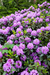 Obraz premium Rhododendron flower bush blooming