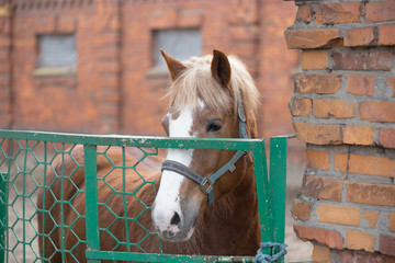 Thoroughbred horse in the pen for paddock