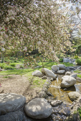 Fototapeta na wymiar Beautiful Flowering Crabapple flower blossom at Descanso Garden