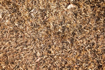 Dry grass